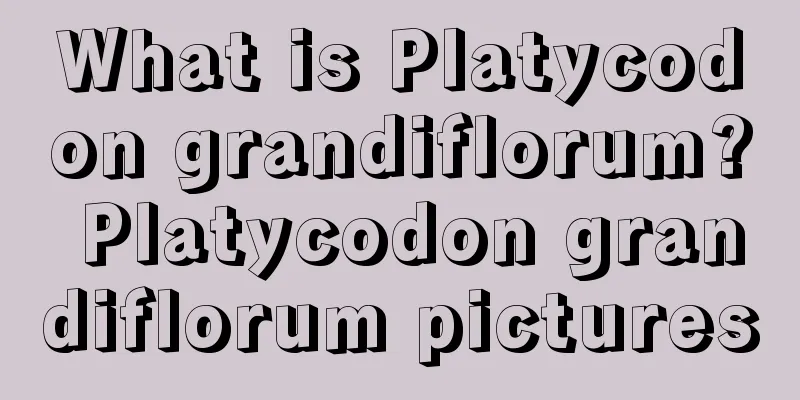 What is Platycodon grandiflorum? Platycodon grandiflorum pictures