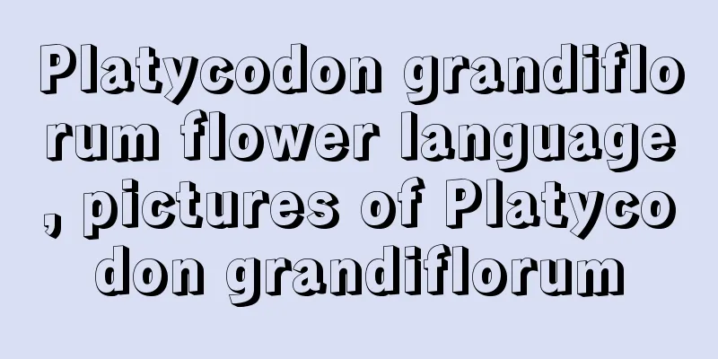 Platycodon grandiflorum flower language, pictures of Platycodon grandiflorum