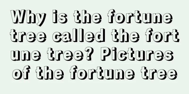 Why is the fortune tree called the fortune tree? Pictures of the fortune tree