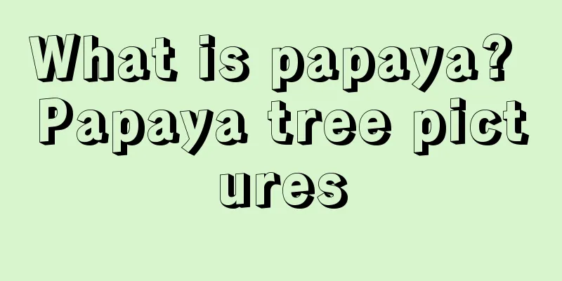 What is papaya? Papaya tree pictures