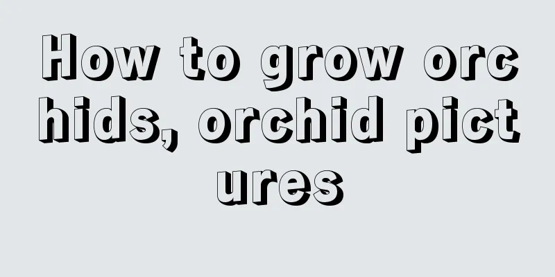 How to grow orchids, orchid pictures