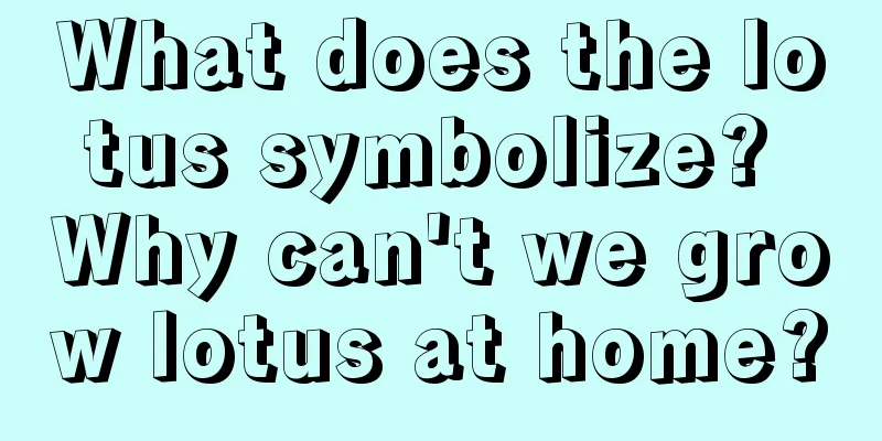 What does the lotus symbolize? Why can't we grow lotus at home?