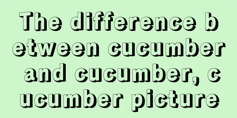 The difference between cucumber and cucumber, cucumber picture