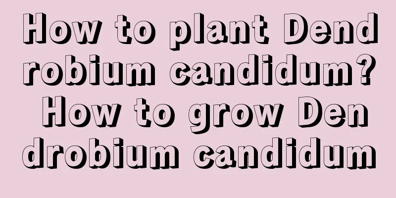 How to plant Dendrobium candidum? How to grow Dendrobium candidum