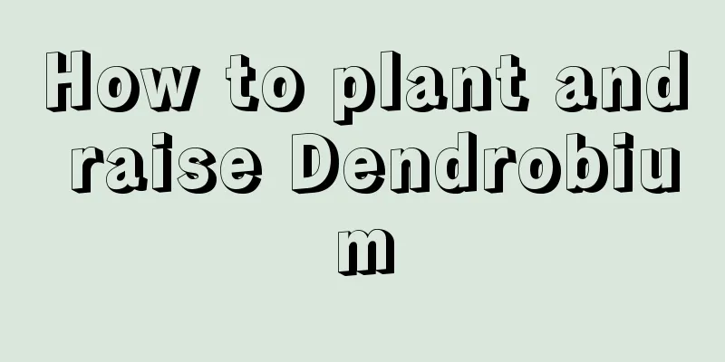 How to plant and raise Dendrobium