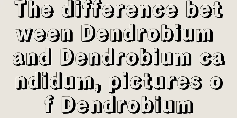 The difference between Dendrobium and Dendrobium candidum, pictures of Dendrobium