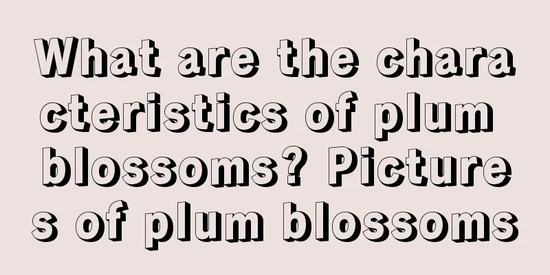 What are the characteristics of plum blossoms? Pictures of plum blossoms