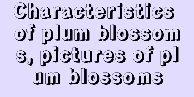 Characteristics of plum blossoms, pictures of plum blossoms