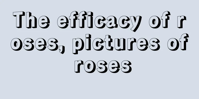 The efficacy of roses, pictures of roses