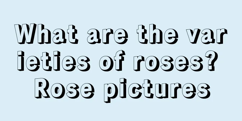 What are the varieties of roses? Rose pictures