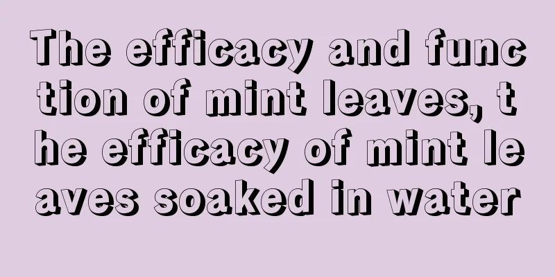 The efficacy and function of mint leaves, the efficacy of mint leaves soaked in water