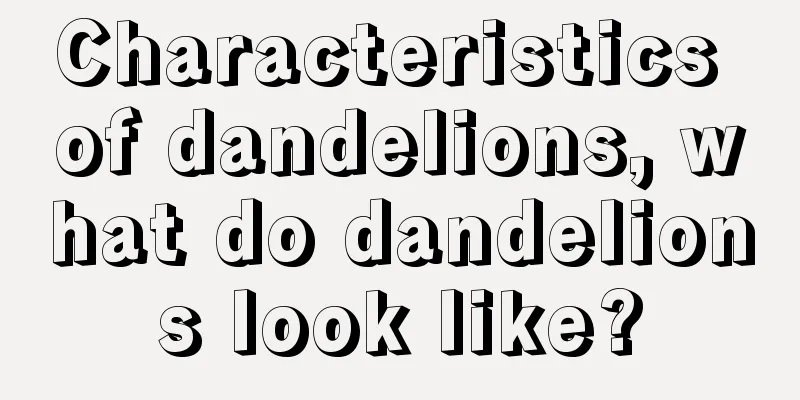 Characteristics of dandelions, what do dandelions look like?