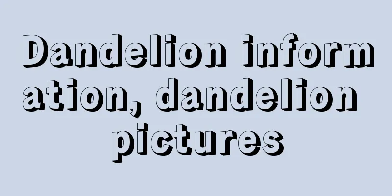 Dandelion information, dandelion pictures