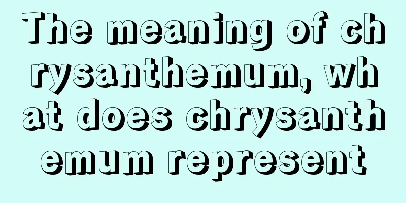 The meaning of chrysanthemum, what does chrysanthemum represent