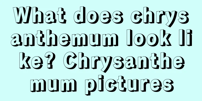 What does chrysanthemum look like? Chrysanthemum pictures