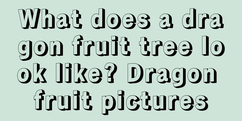 What does a dragon fruit tree look like? Dragon fruit pictures