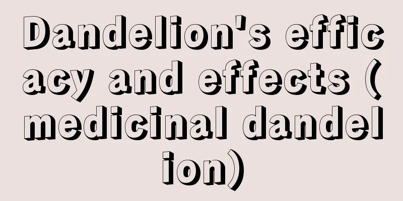 Dandelion's efficacy and effects (medicinal dandelion)