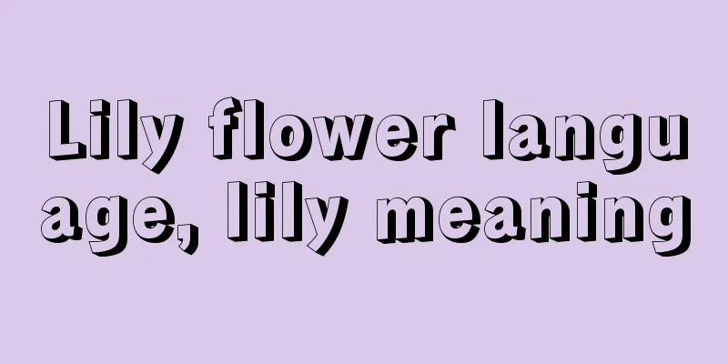 Lily flower language, lily meaning