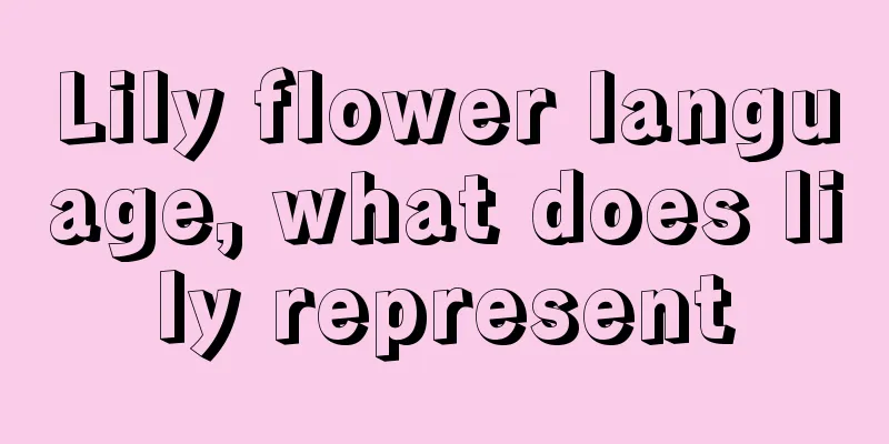 Lily flower language, what does lily represent