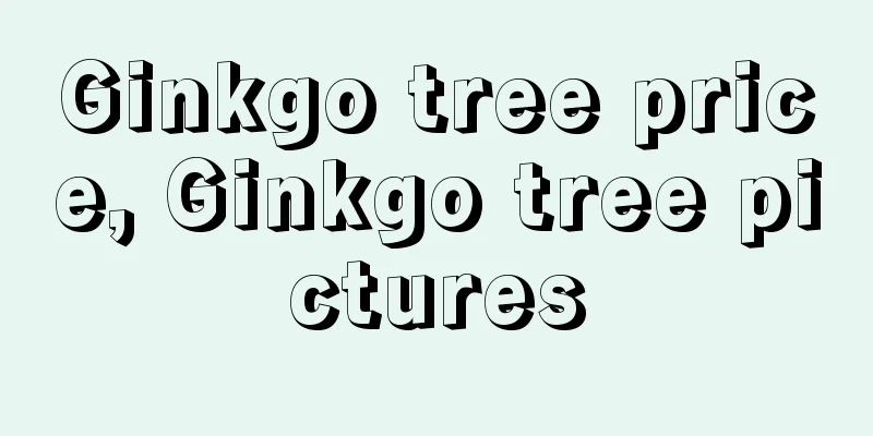 Ginkgo tree price, Ginkgo tree pictures