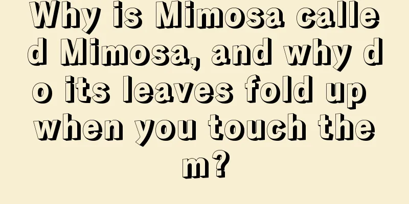 Why is Mimosa called Mimosa, and why do its leaves fold up when you touch them?