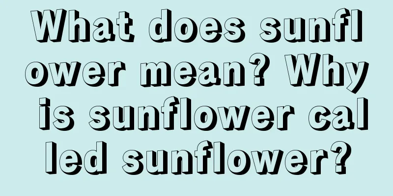 What does sunflower mean? Why is sunflower called sunflower?