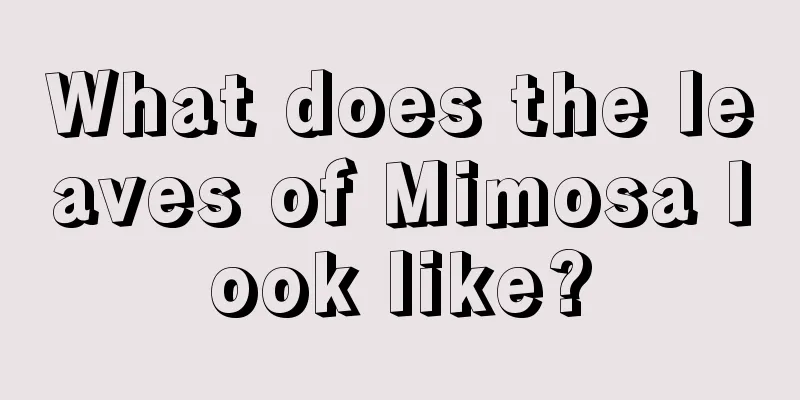 What does the leaves of Mimosa look like?