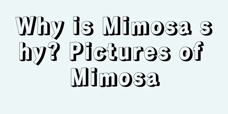 Why is Mimosa shy? Pictures of Mimosa