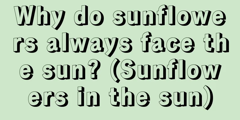 Why do sunflowers always face the sun? (Sunflowers in the sun)