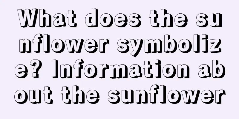 What does the sunflower symbolize? Information about the sunflower