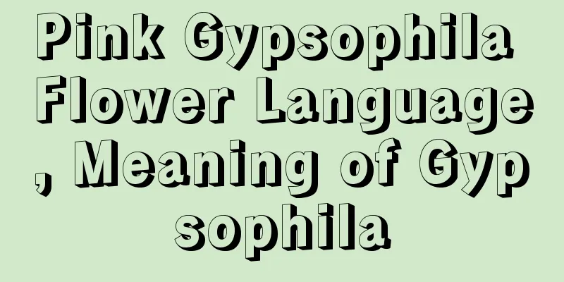 Pink Gypsophila Flower Language, Meaning of Gypsophila