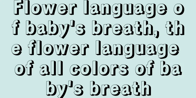 Flower language of baby's breath, the flower language of all colors of baby's breath