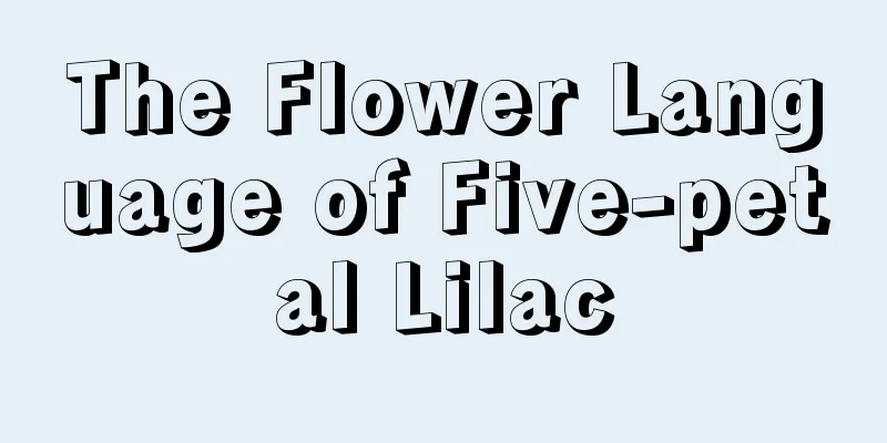 The Flower Language of Five-petal Lilac