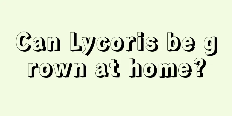 Can Lycoris be grown at home?