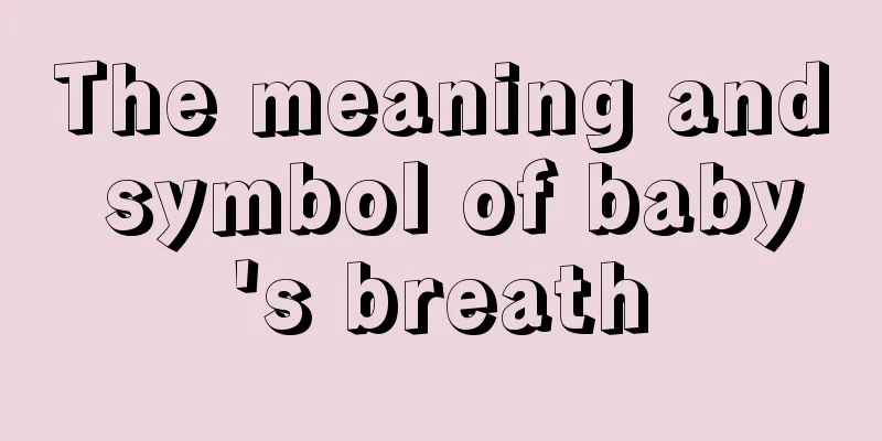 The meaning and symbol of baby's breath