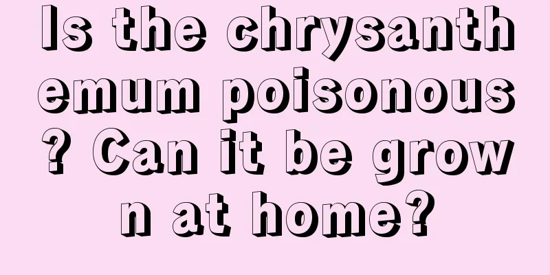 Is the chrysanthemum poisonous? Can it be grown at home?