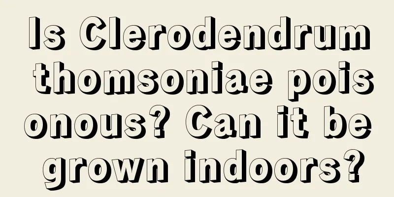 Is Clerodendrum thomsoniae poisonous? Can it be grown indoors?