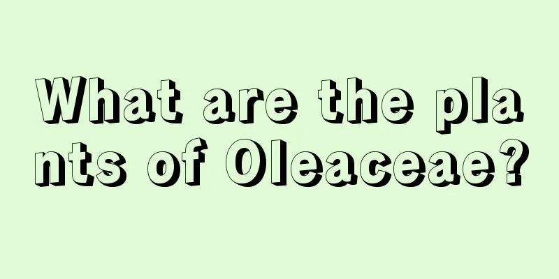 What are the plants of Oleaceae?