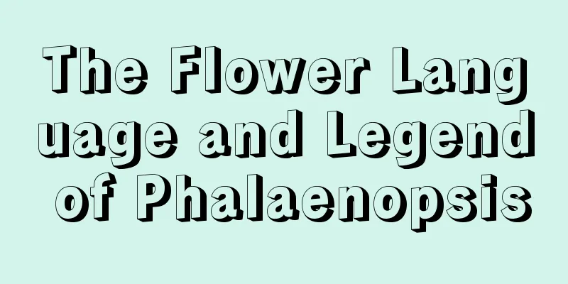 The Flower Language and Legend of Phalaenopsis