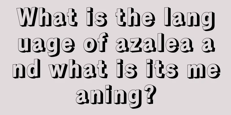 What is the language of azalea and what is its meaning?