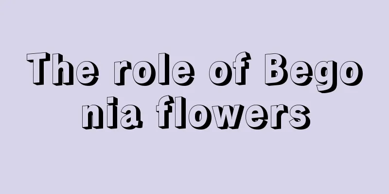 The role of Begonia flowers