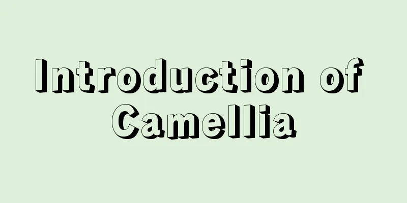 Introduction of Camellia