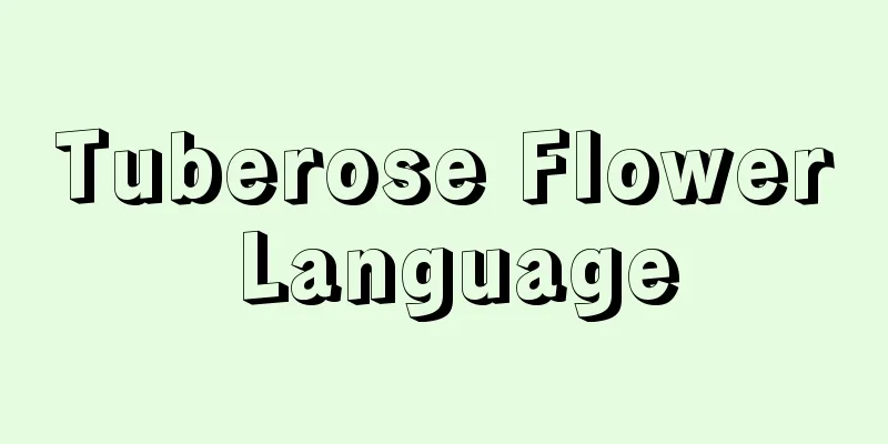 Tuberose Flower Language