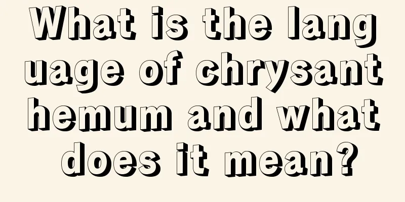 What is the language of chrysanthemum and what does it mean?