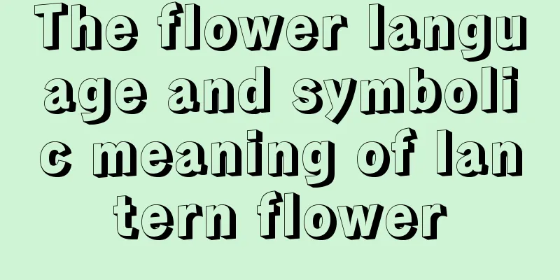 The flower language and symbolic meaning of lantern flower