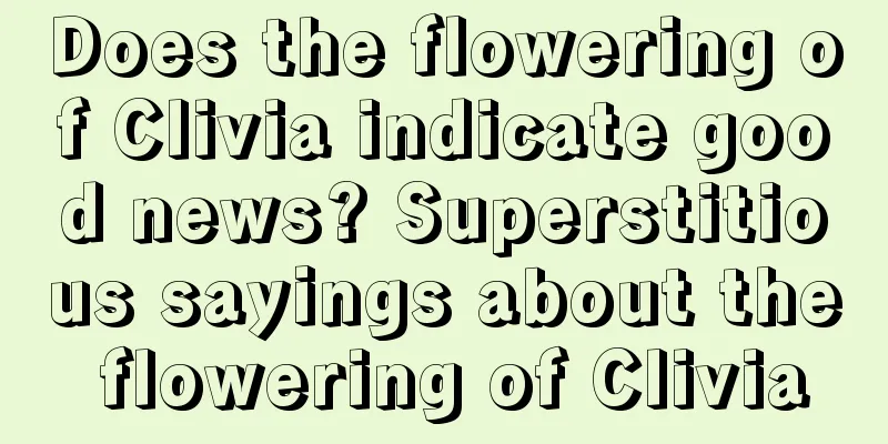 Does the flowering of Clivia indicate good news? Superstitious sayings about the flowering of Clivia