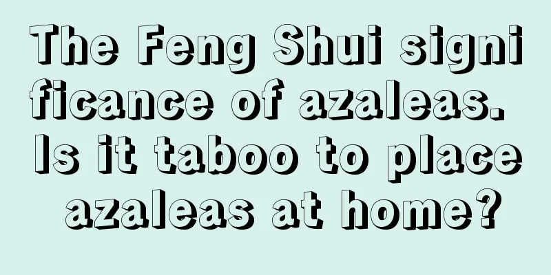 The Feng Shui significance of azaleas. Is it taboo to place azaleas at home?