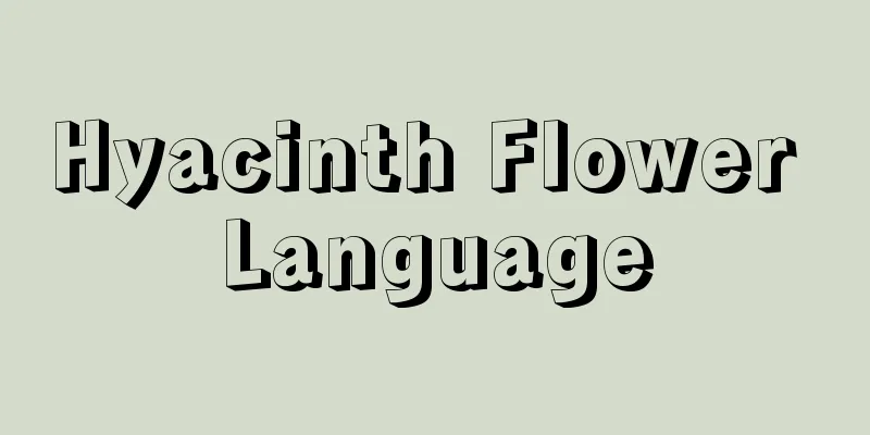 Hyacinth Flower Language