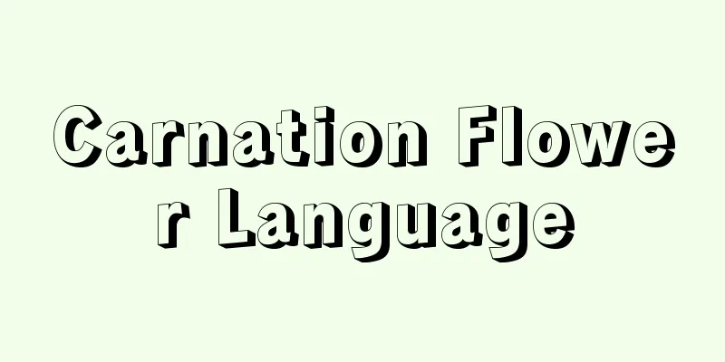 Carnation Flower Language