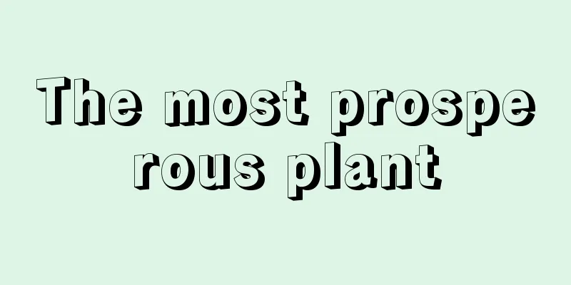 The most prosperous plant